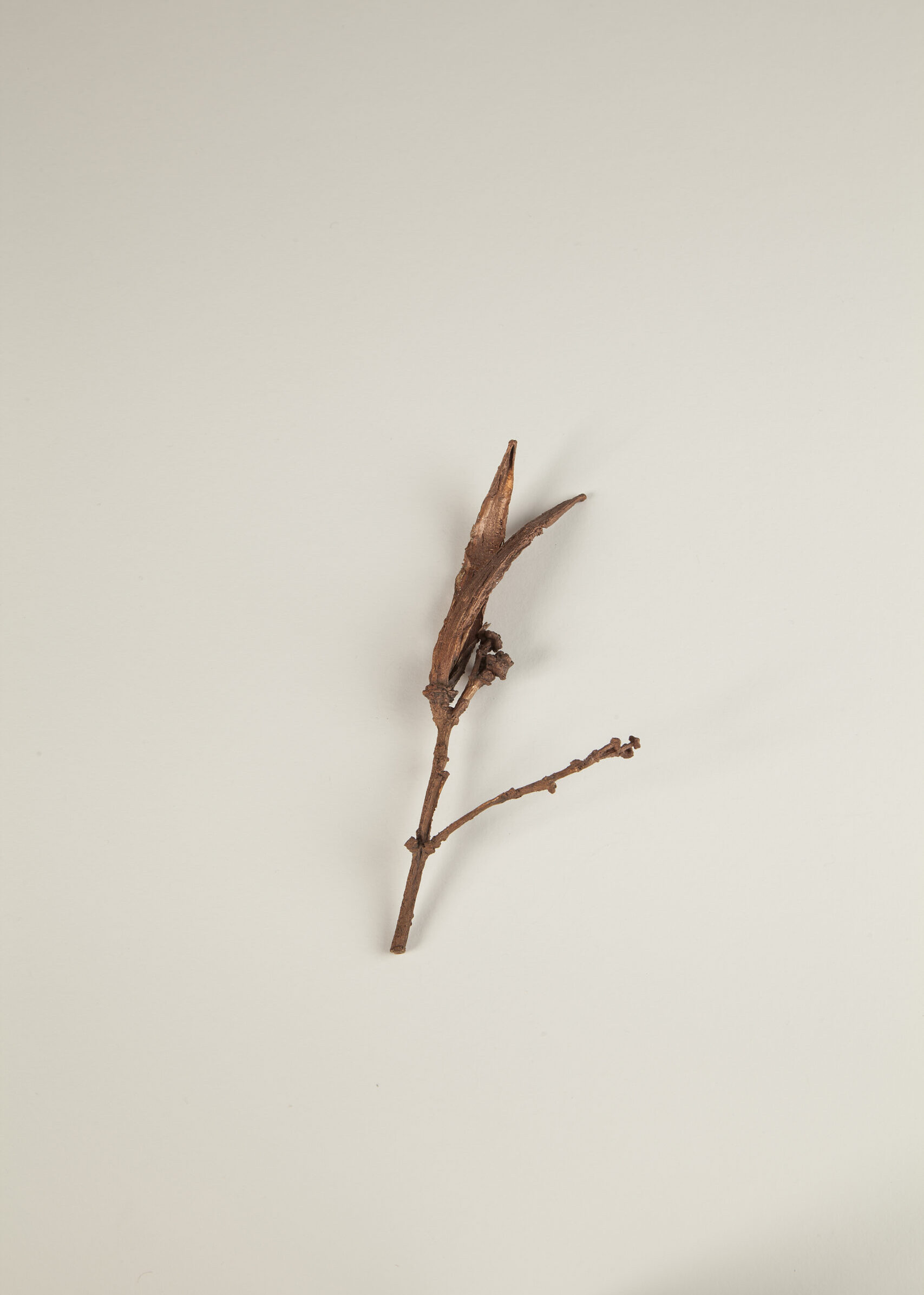 019_キョウチクトウ