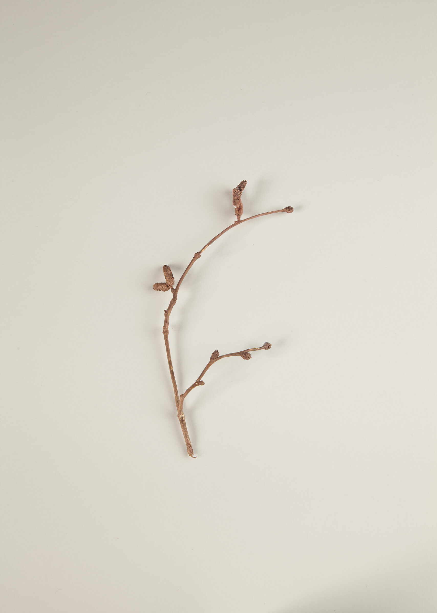 020_セイヨウハシバミ