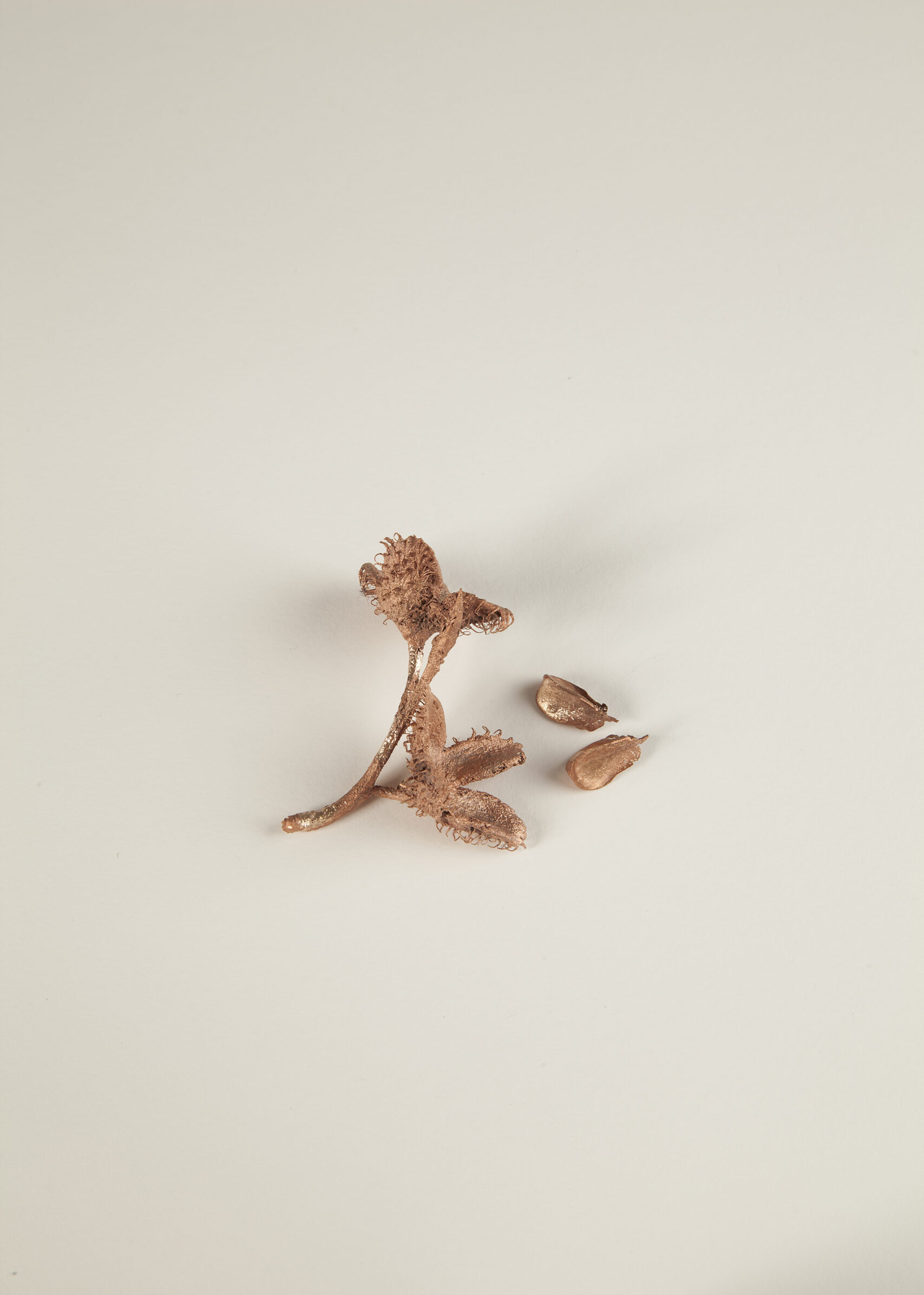 021_ヨーロッパブナ