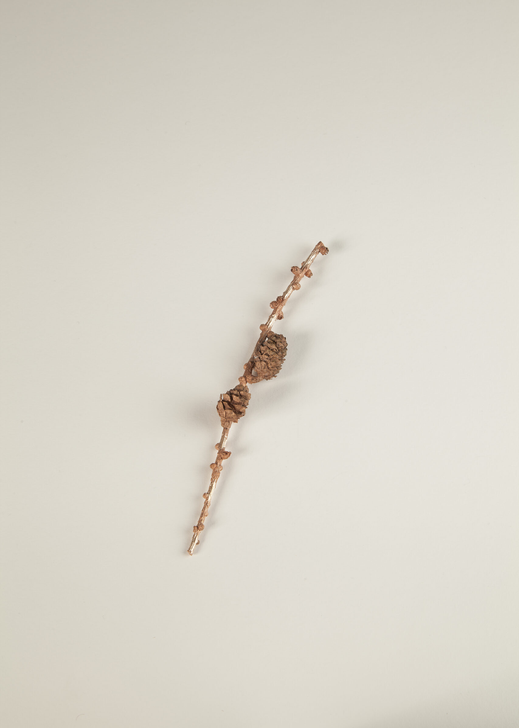 023_ヨーロッパカラマツ