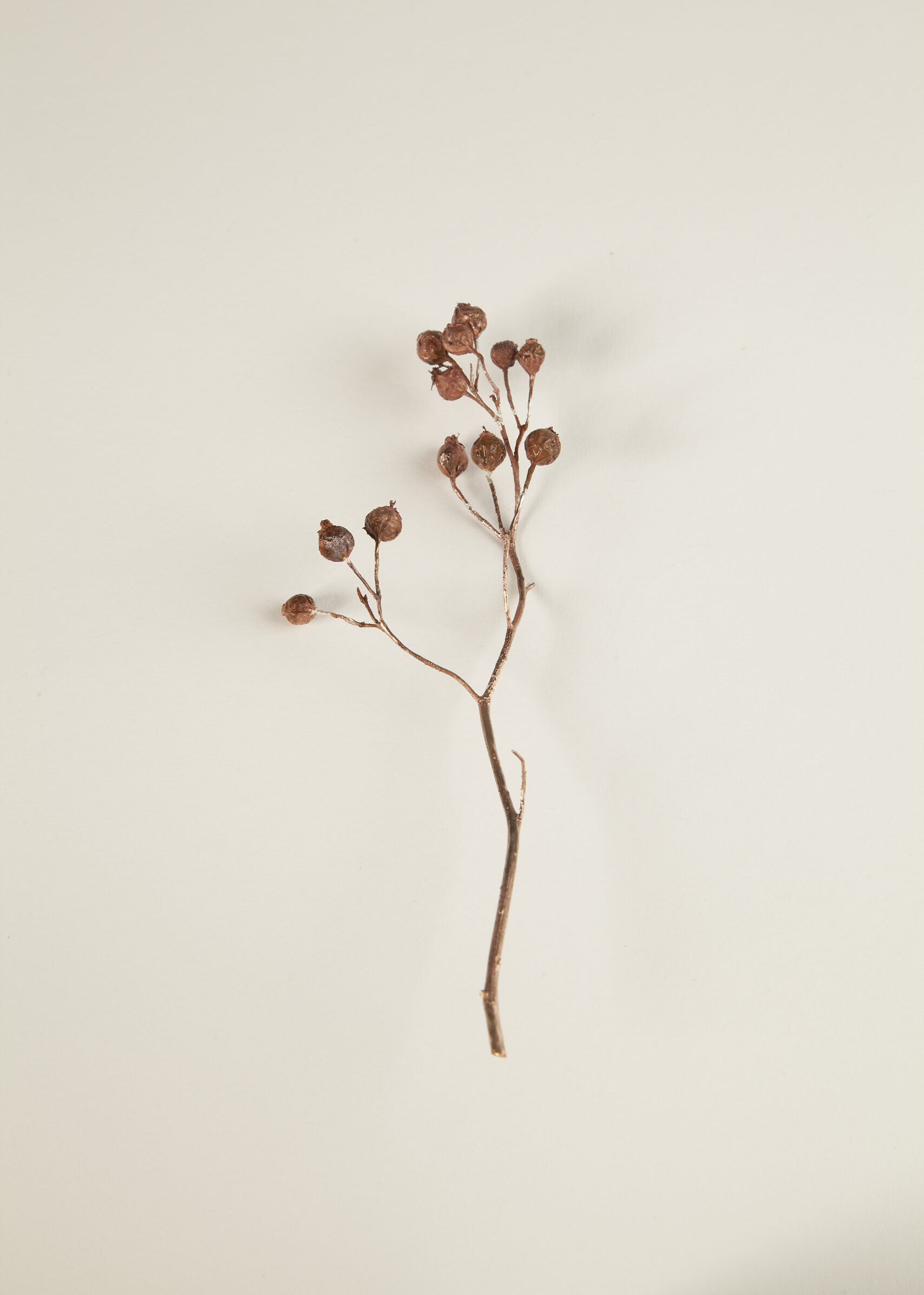 024_ロサ・ヘレナエ