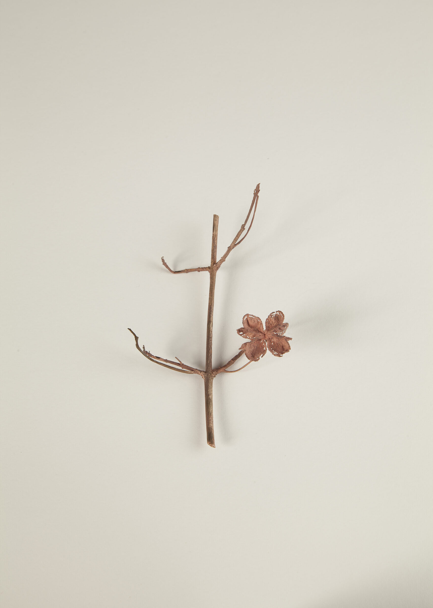 025_セイヨウマユミ