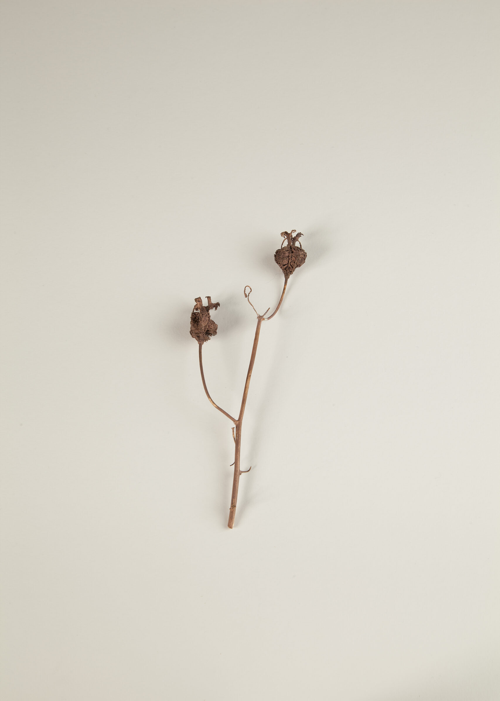 029_クロタネソウ