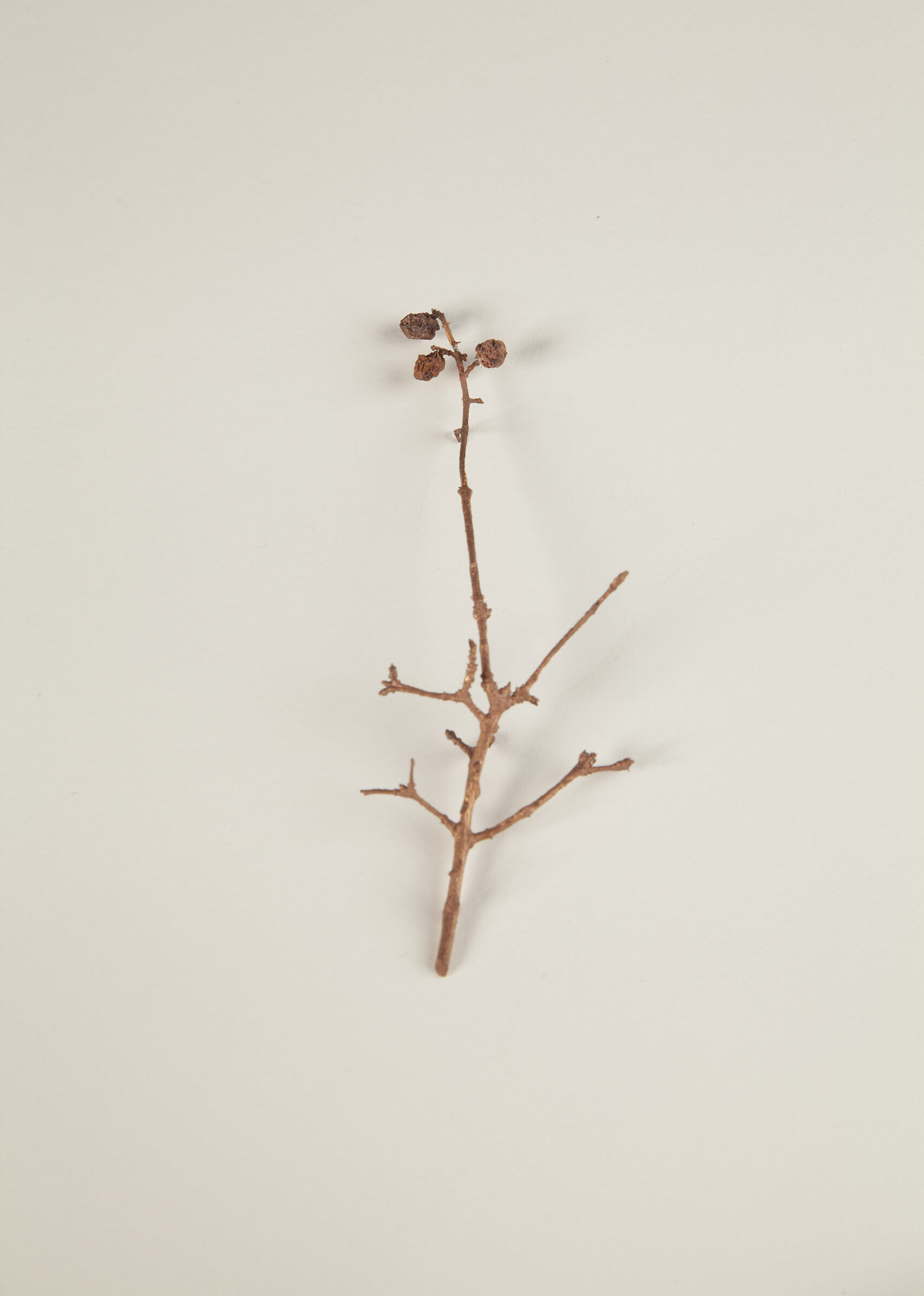 032_セイヨウイボタノキ