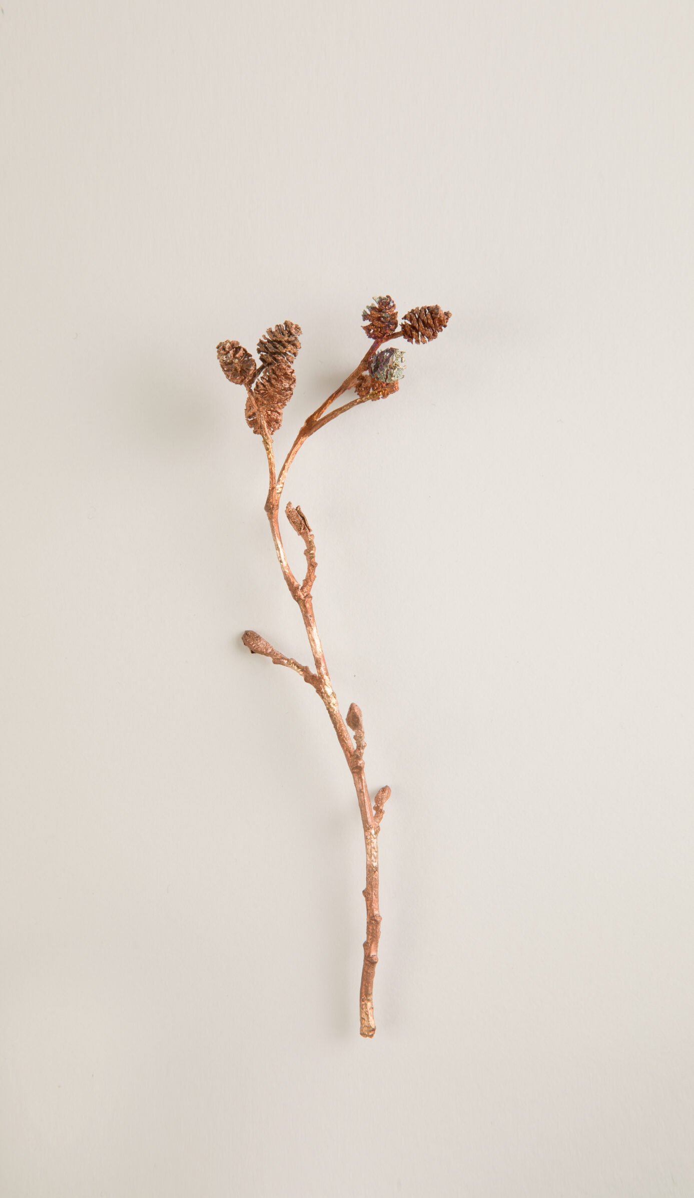 033_セイヨウハンノキ