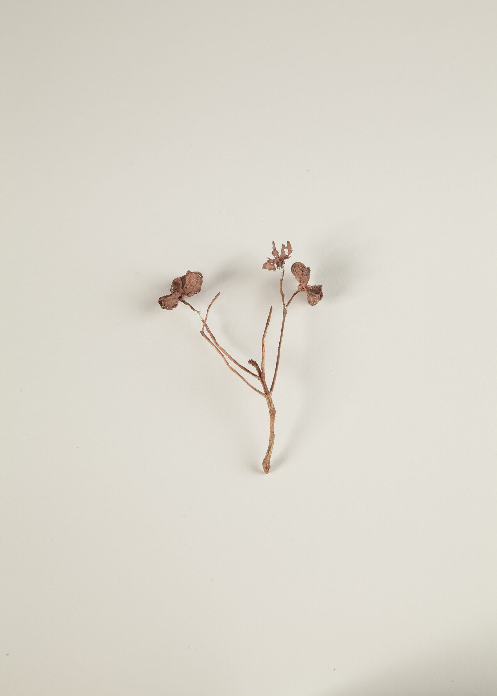 036_セイヨウマユミ