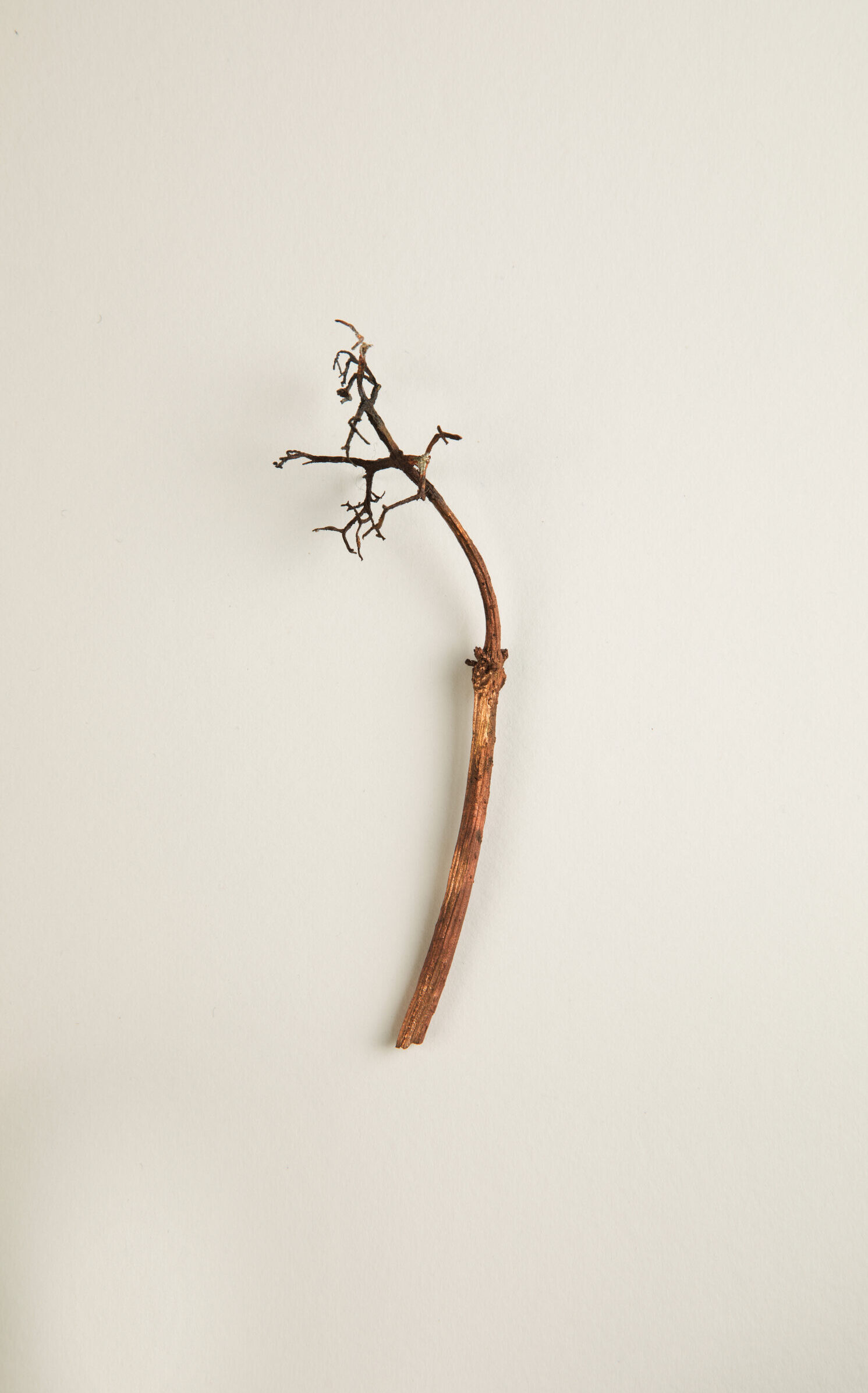 042_ツルアジサイ