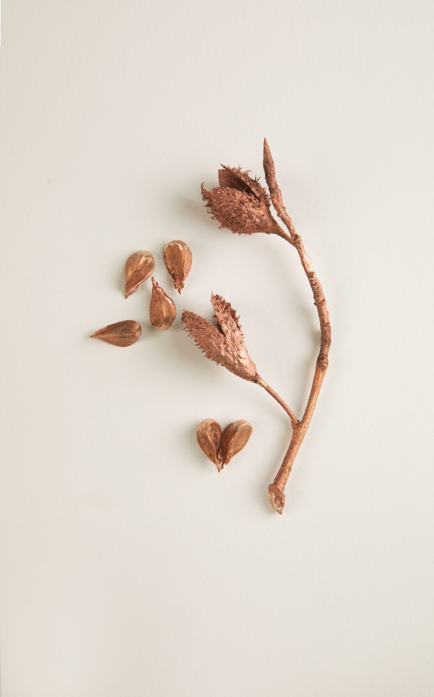 043_ヨーロッパブナ