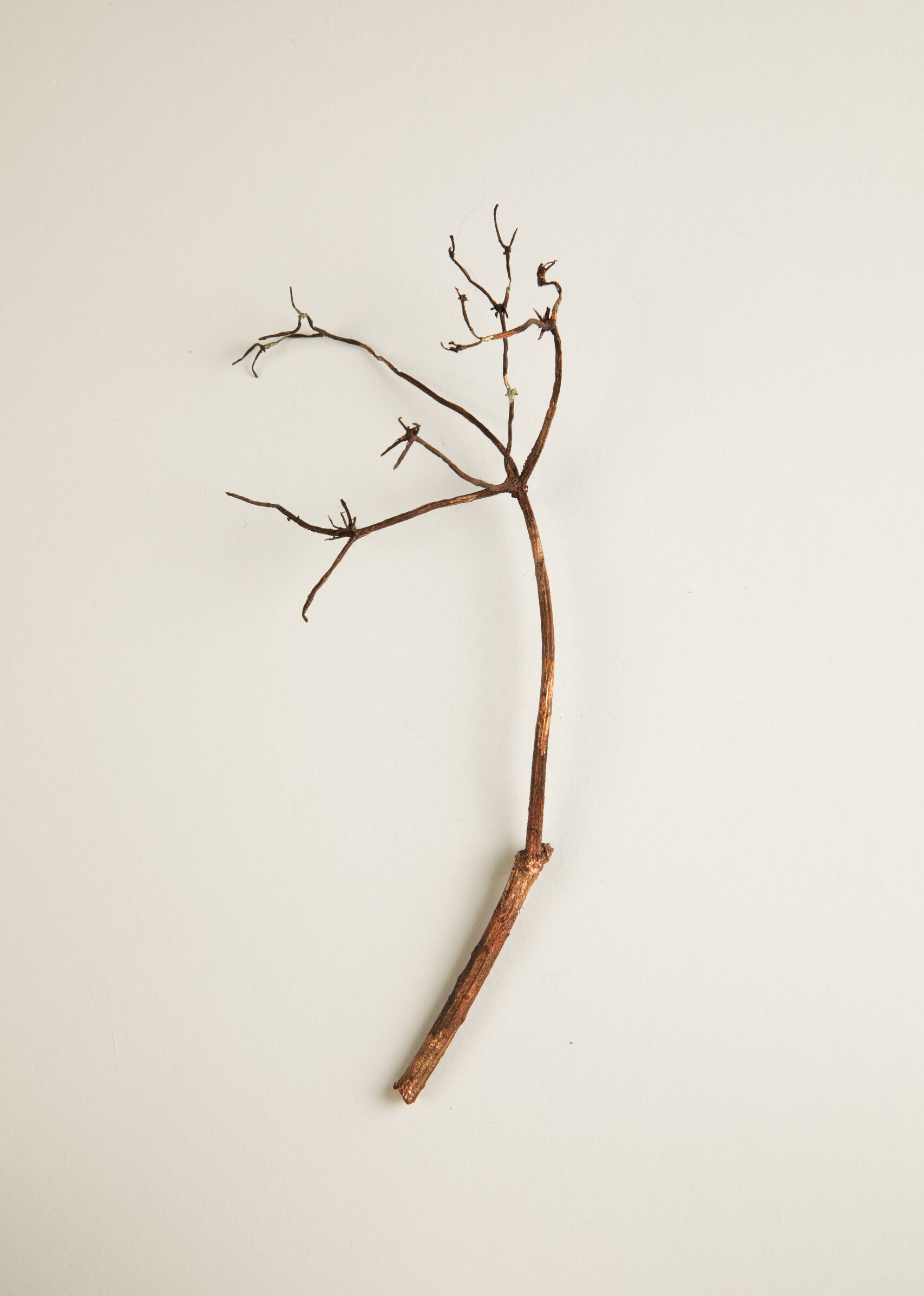 044_セイヨウニワトコ