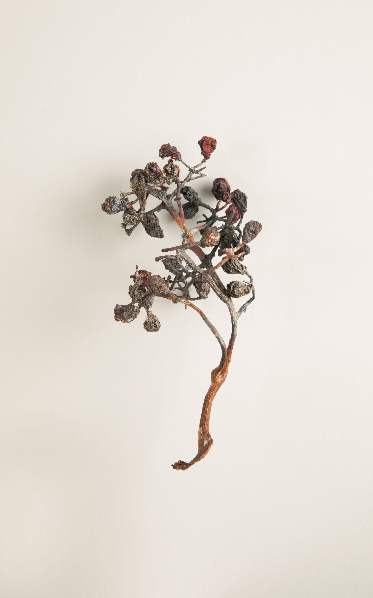 045_ヨーロッパブドウ