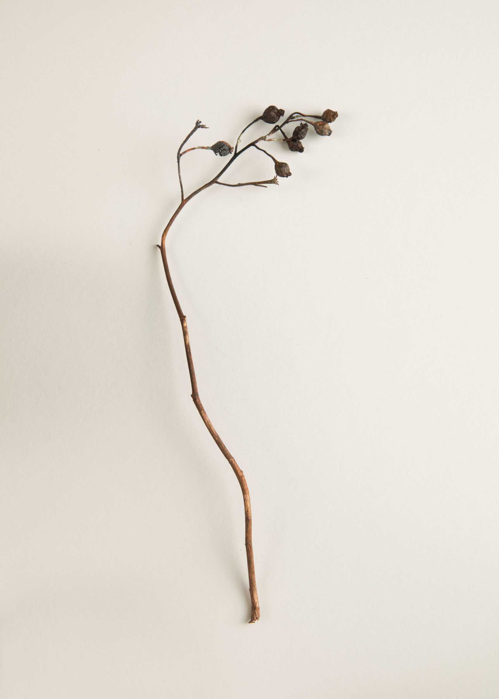 048_ツクシイバラ