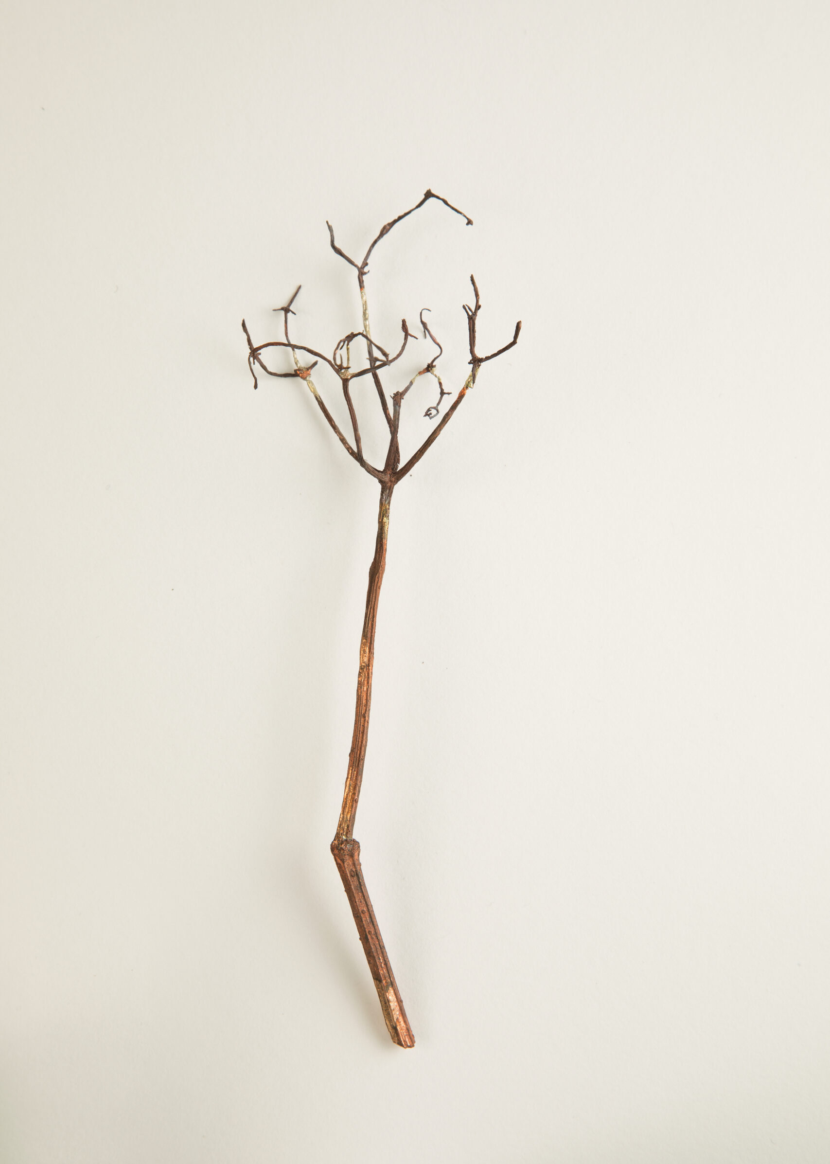 049_セイヨウニワトコ