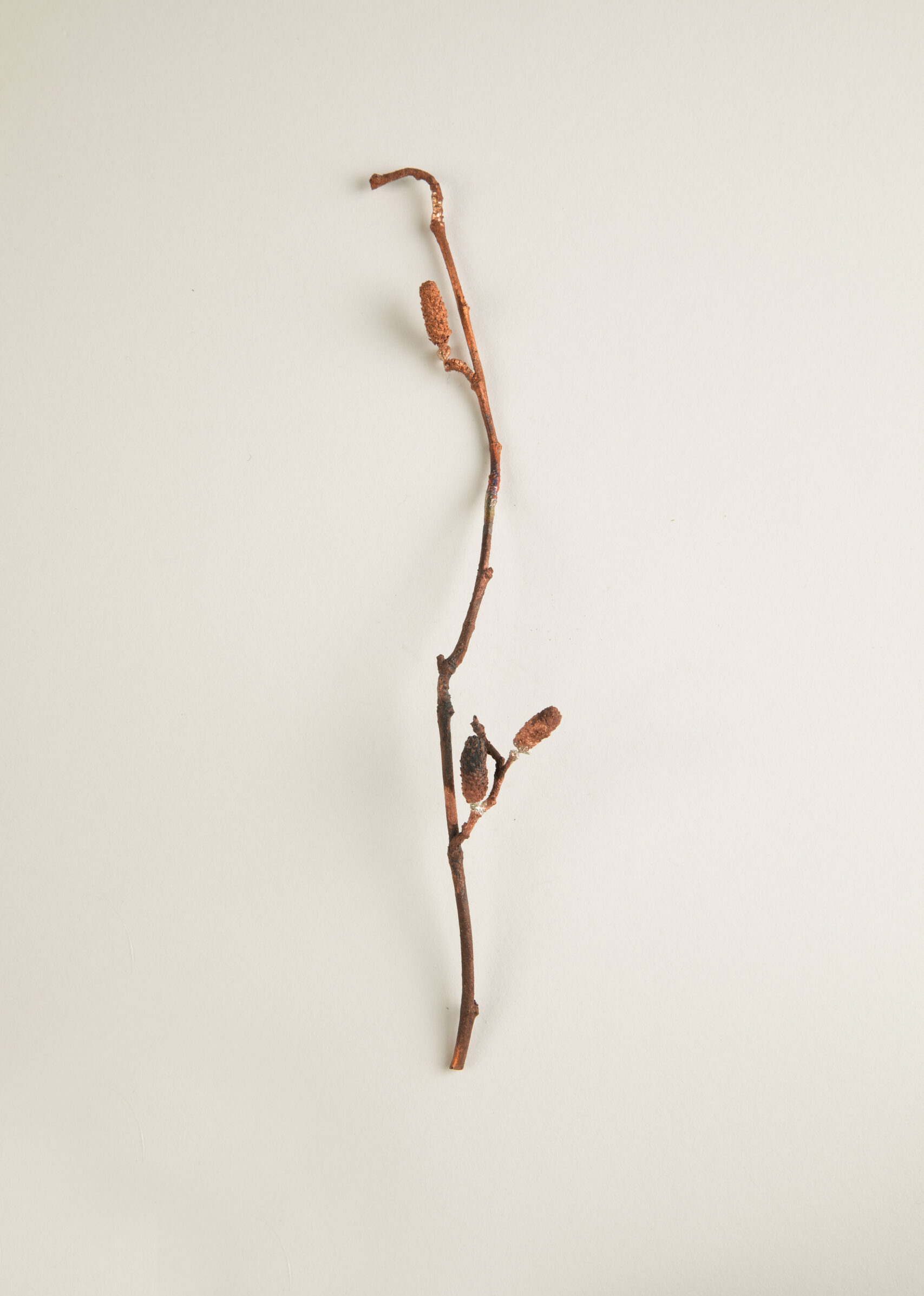 052_セイヨウハシバミ