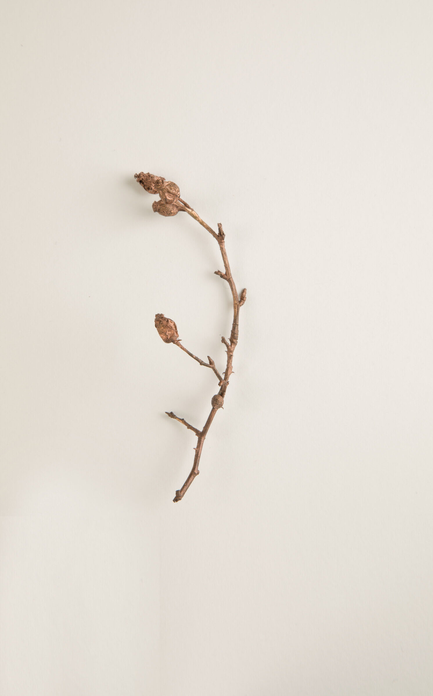 058_ロサ・ガリカ