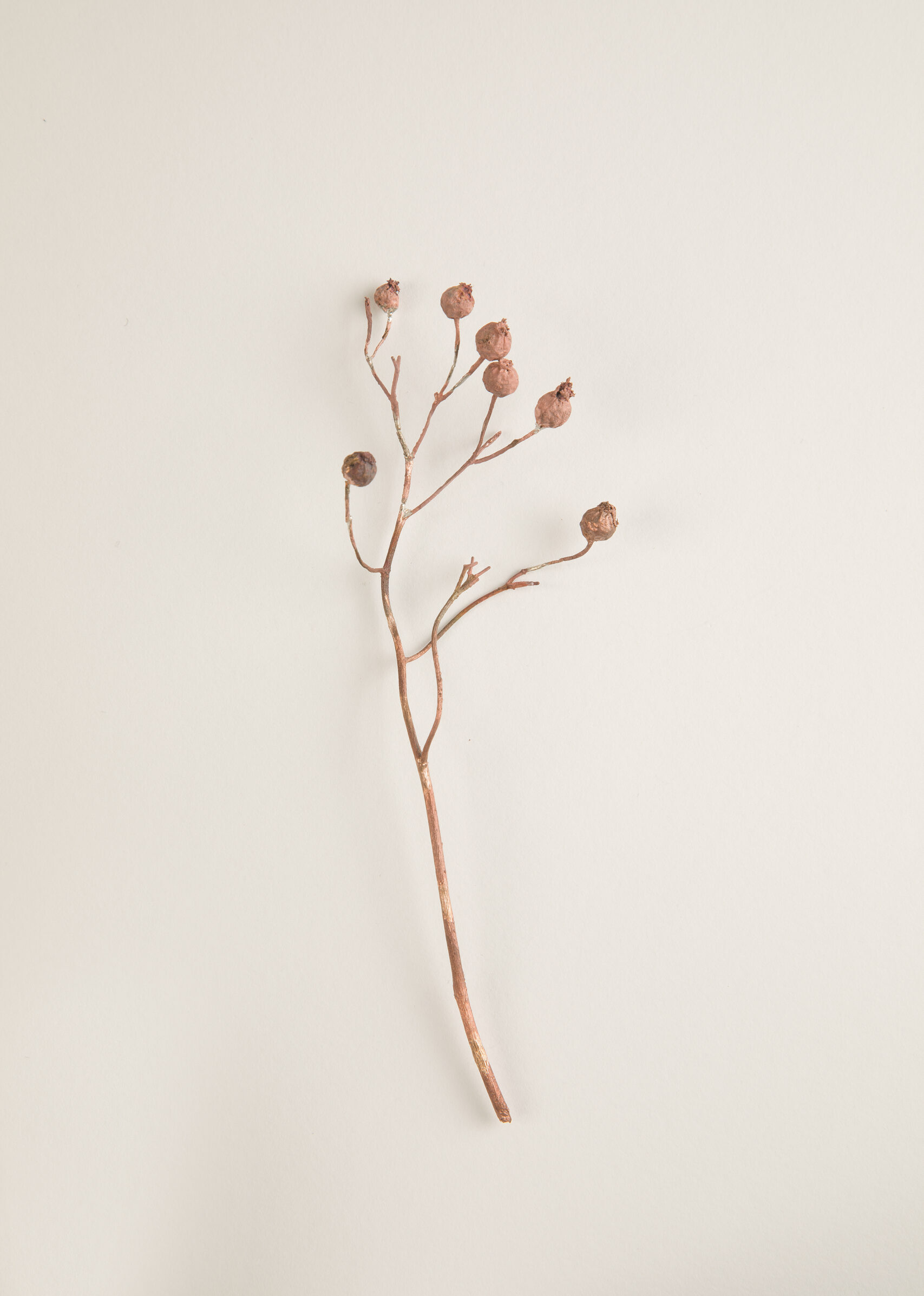 063_ロサ・ヘレナエ