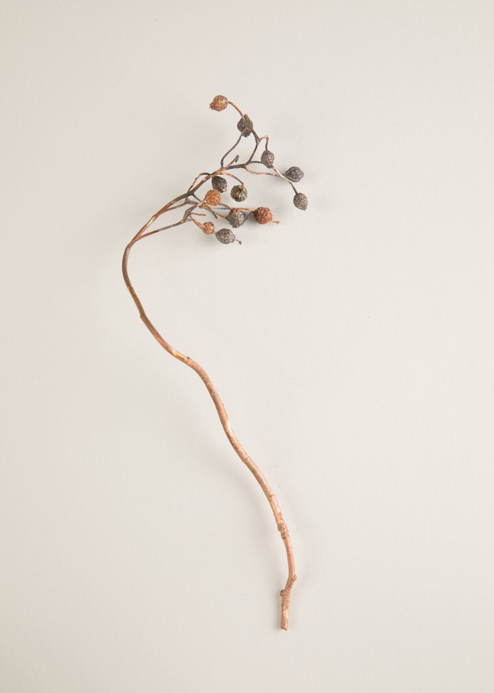 068_ロサ・ヘレナエ