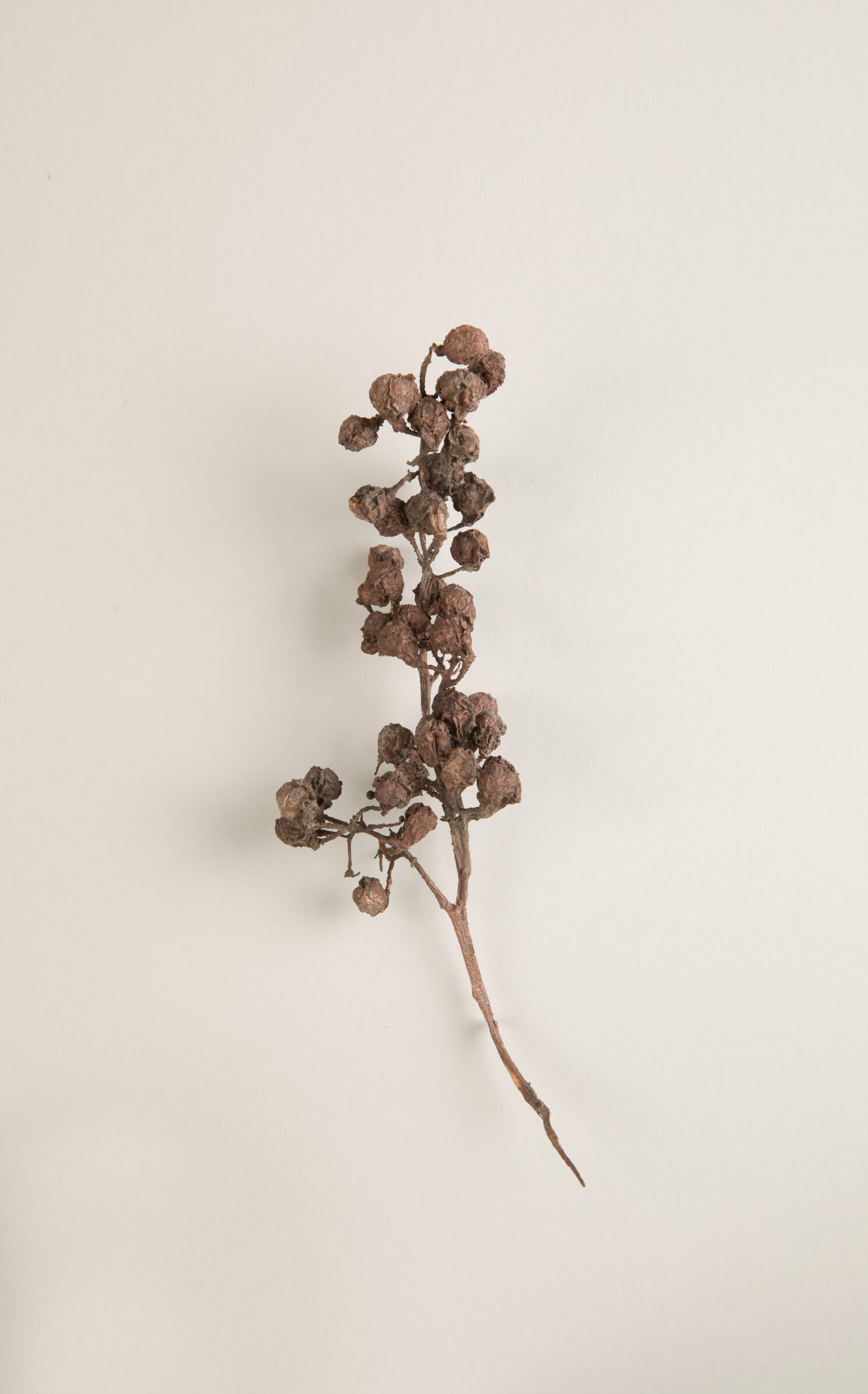 074_ヨーロッパブドウ