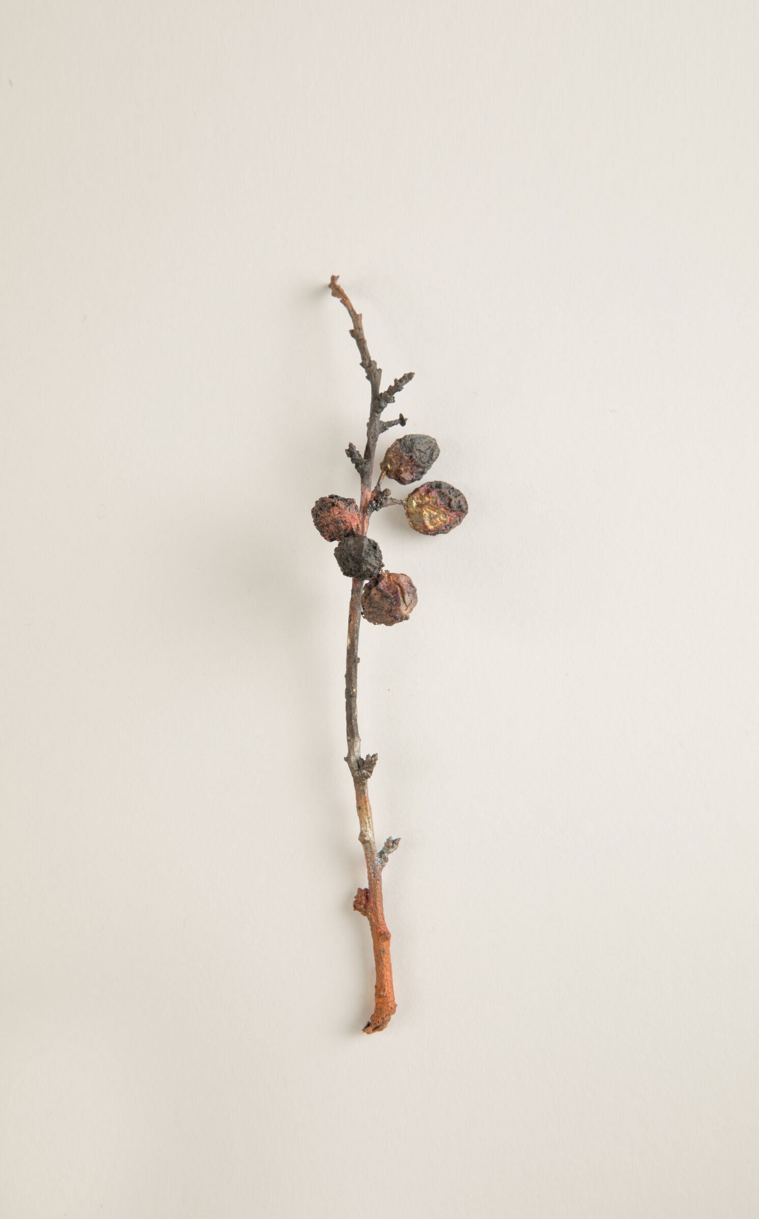 080_スピノサスモモ