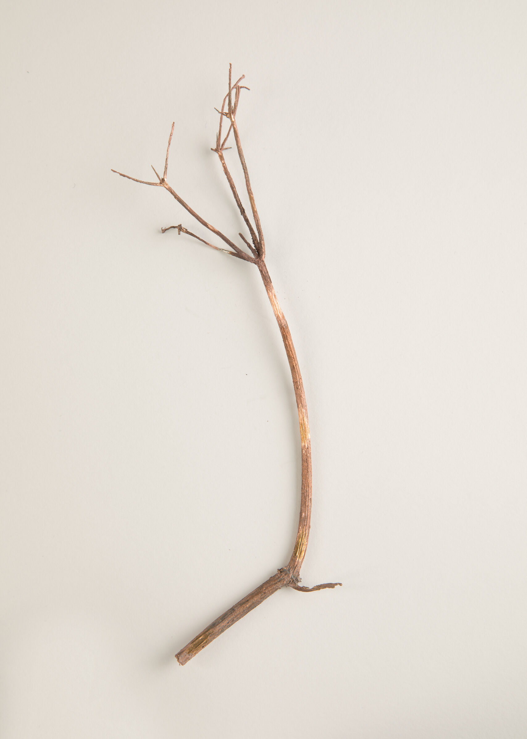 082_セイヨウニワトコ