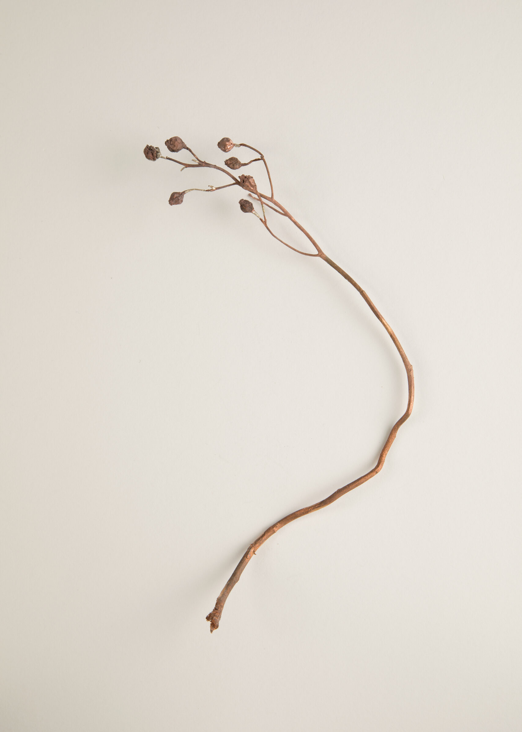 083_ツクシイバラ