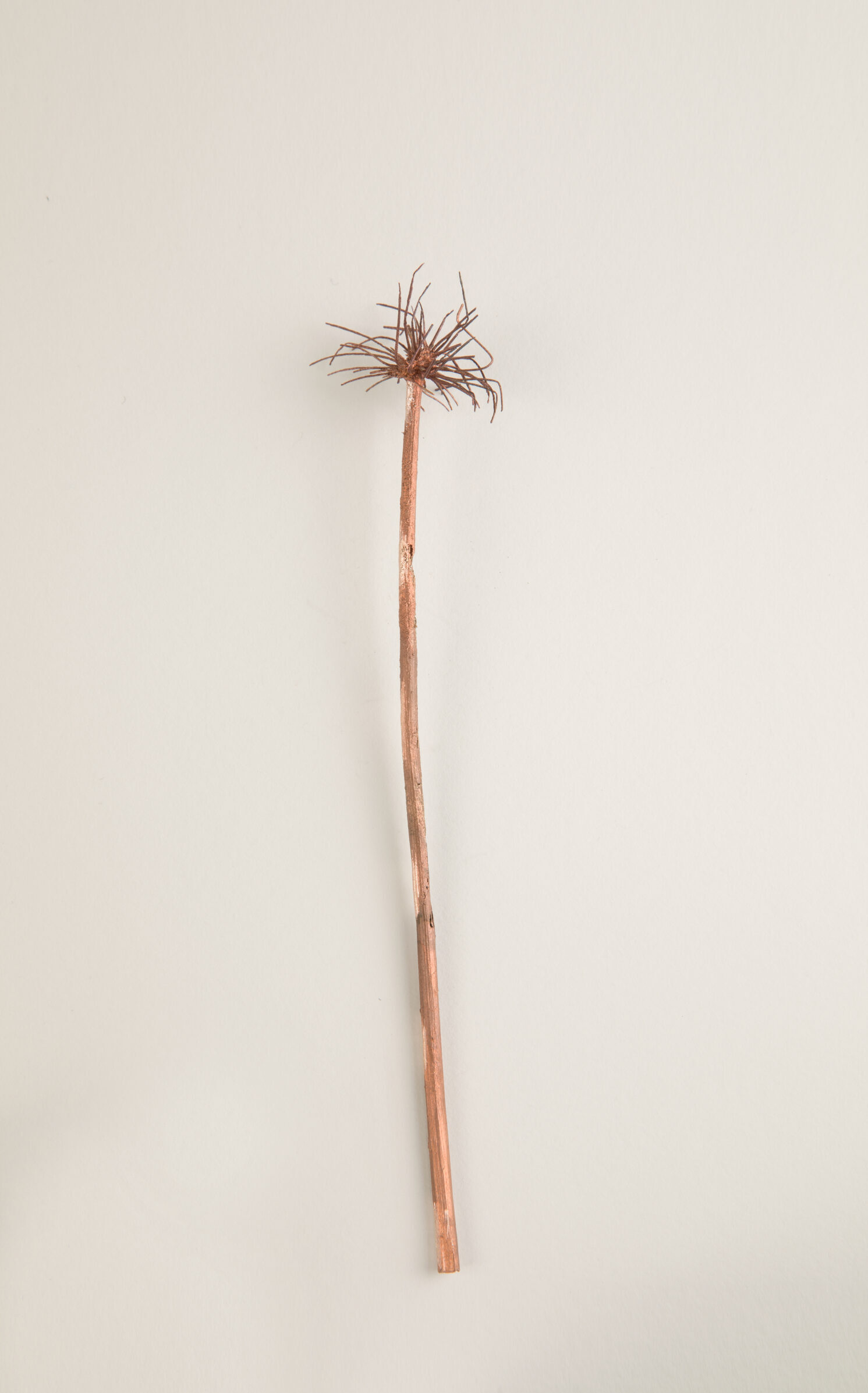 084_アリウム・クリストフィー 