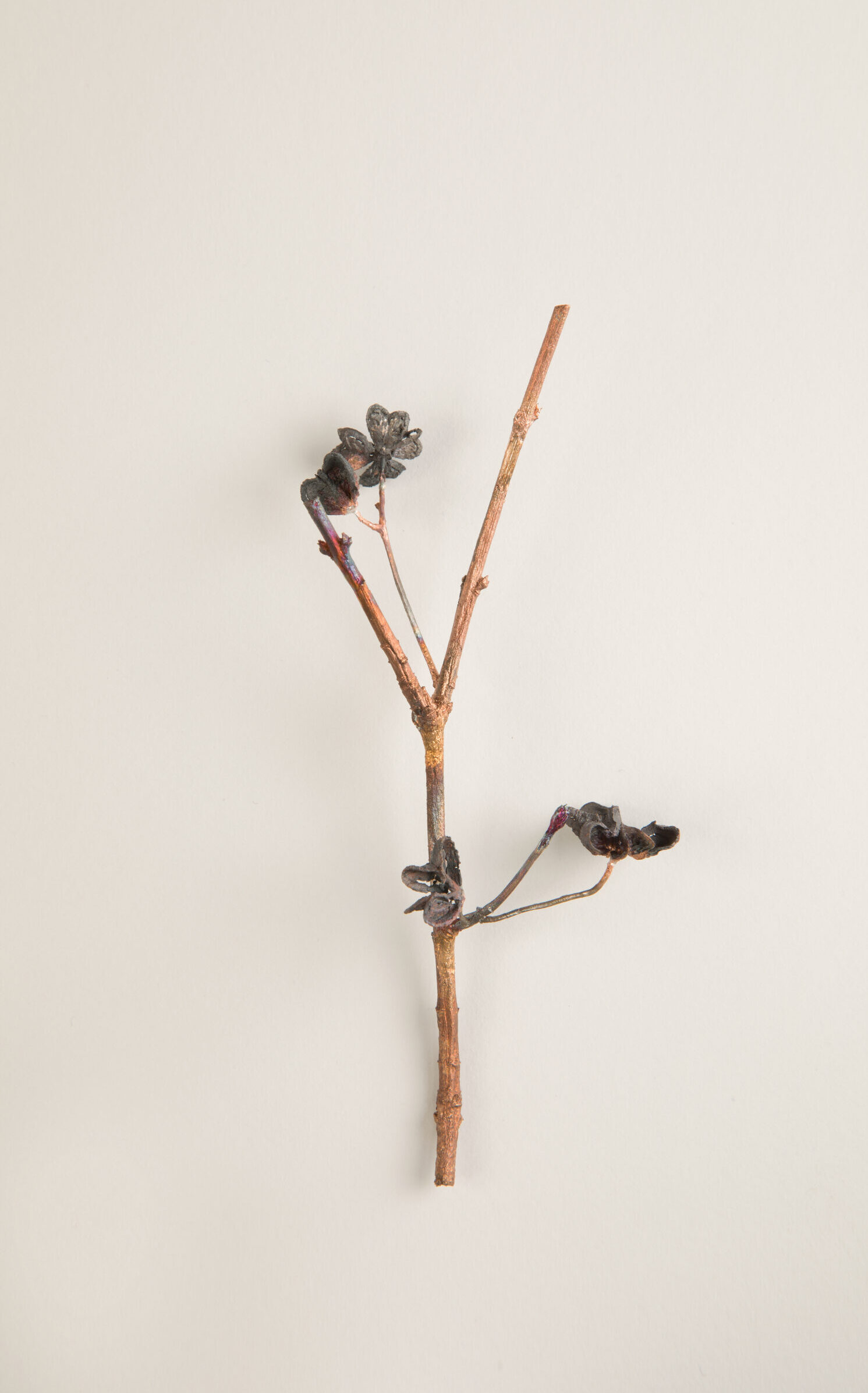 085_セイヨウマユミ