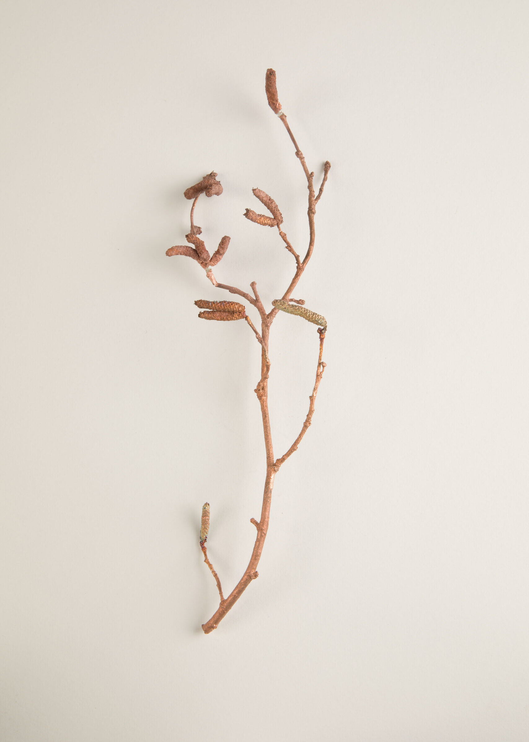 086_セイヨウハシバミ