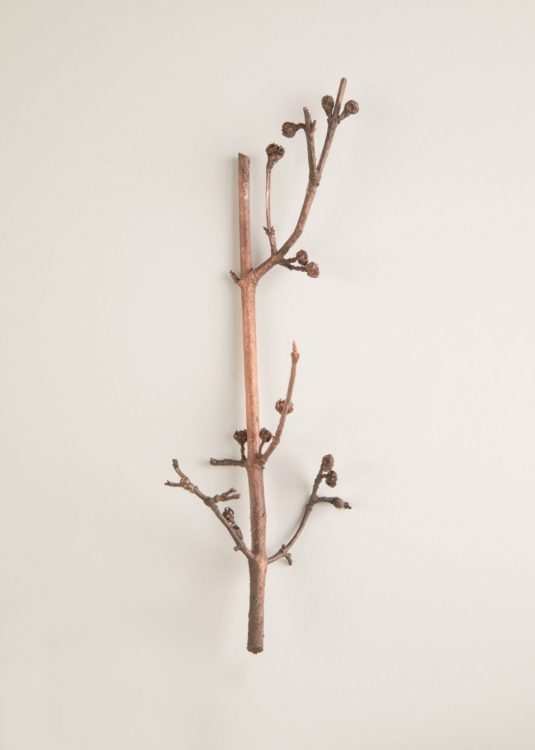 088_セイヨウサンシュユ